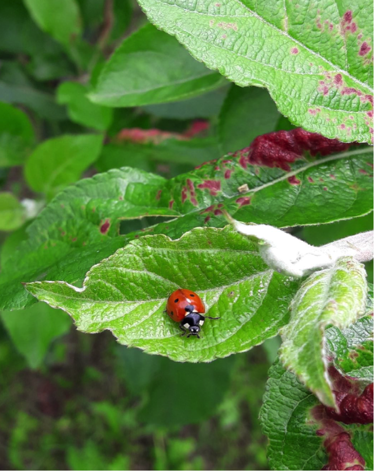 coccinella